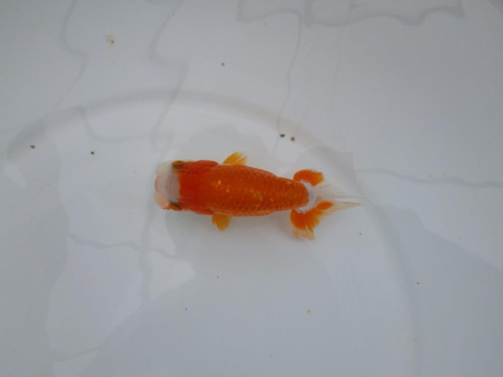 【管理魚】頭の良い更紗らんちゅう　二歳魚　 　約12ｃｍ  メス？