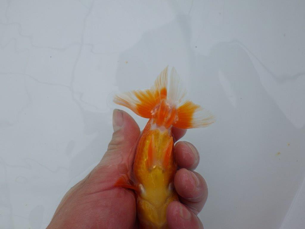 【管理魚】頭の良い更紗らんちゅう　二歳魚　 　約12ｃｍ  メス？