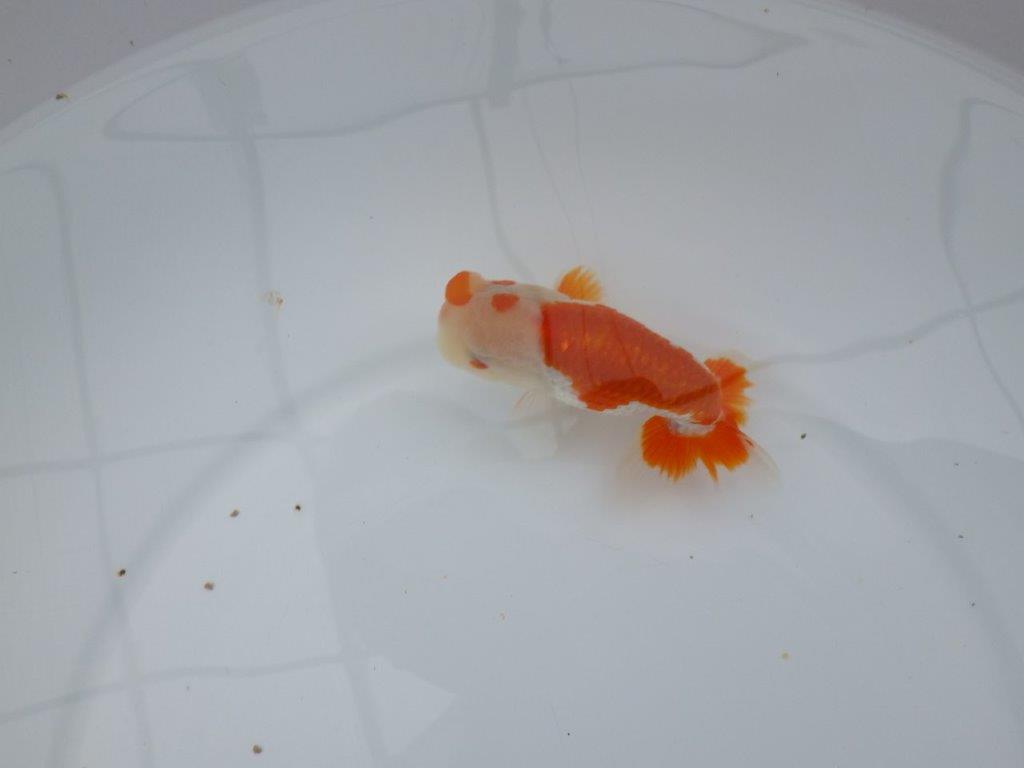 【管理魚】頭が良く雰囲気の良い更紗らんちゅう　二歳魚　 　約12ｃｍ  オス？