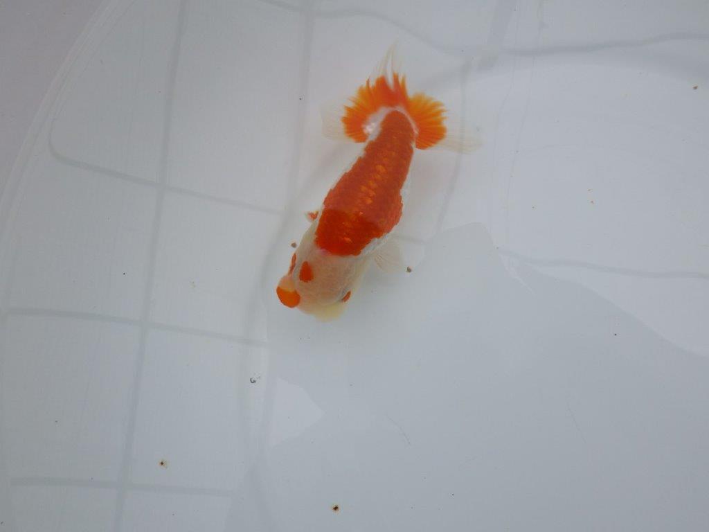 【管理魚】頭が良く雰囲気の良い更紗らんちゅう　二歳魚　 　約12ｃｍ  オス？