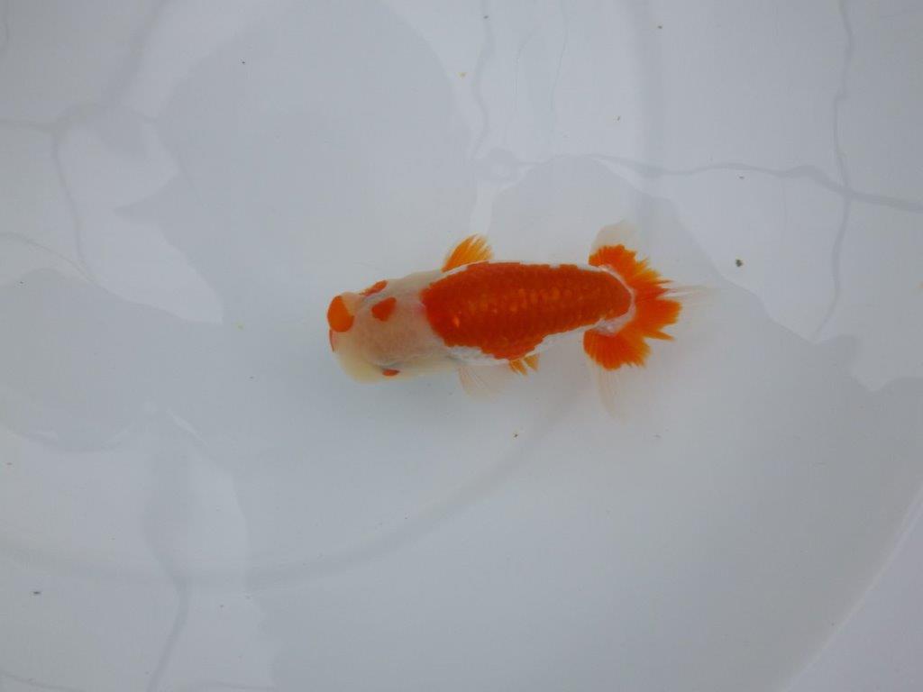 【管理魚】頭が良く雰囲気の良い更紗らんちゅう　二歳魚　 　約12ｃｍ  オス？