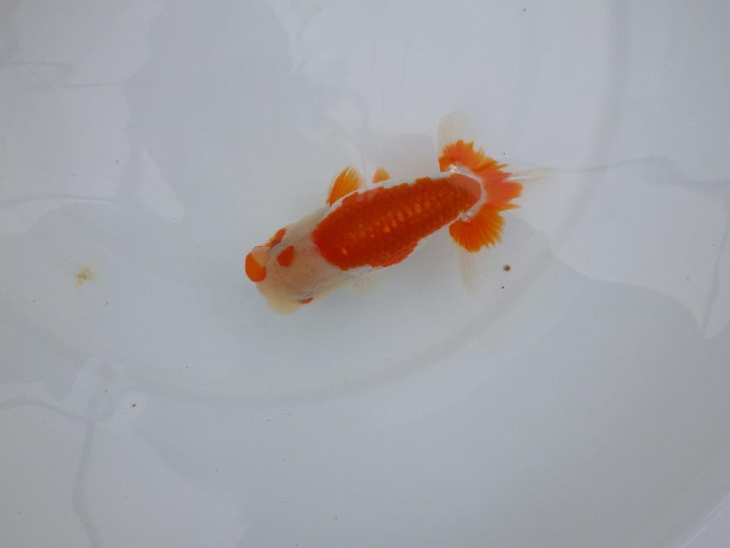 【管理魚】頭が良く雰囲気の良い更紗らんちゅう　二歳魚　 　約12ｃｍ  オス？