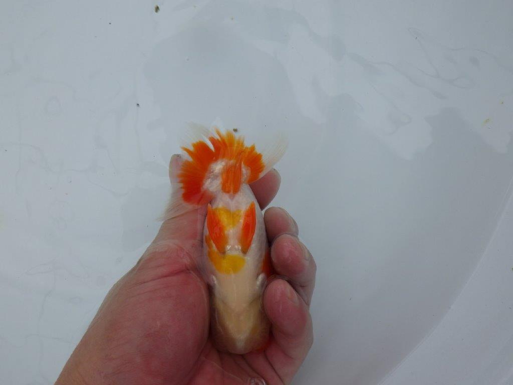 【管理魚】頭が良く雰囲気の良い更紗らんちゅう　二歳魚　 　約12ｃｍ  オス？