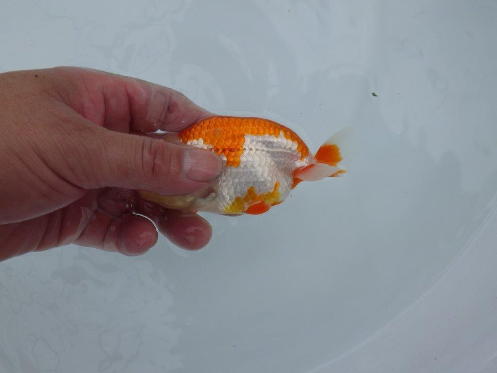 【管理魚】頭が良く雰囲気の良い更紗らんちゅう　二歳魚　 　約12ｃｍ  オス？