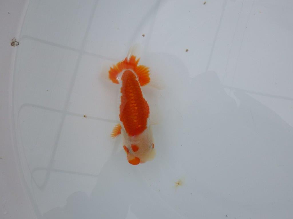 【管理魚】頭が良く雰囲気の良い更紗らんちゅう　二歳魚　 　約12ｃｍ  オス？