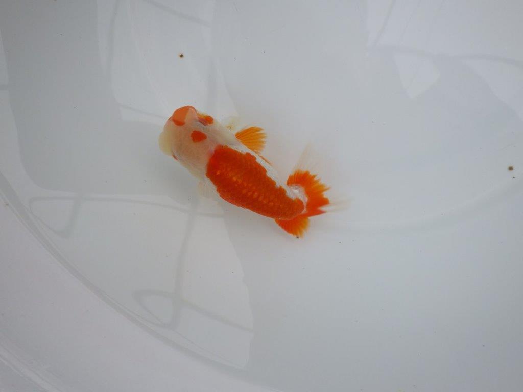 【管理魚】頭が良く雰囲気の良い更紗らんちゅう　二歳魚　 　約12ｃｍ  オス？