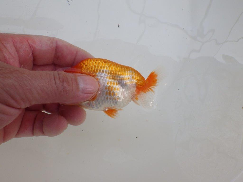 【愛知M 様】尾型が良く綺麗な柄の当歳らんちゅう 約11㎝