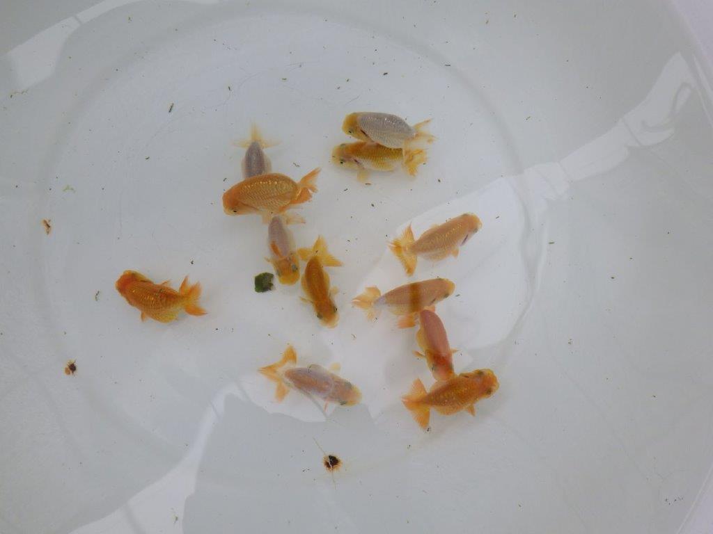 【激レア　純血　系統魚！】愛知　山田芳人氏のらんちゅう　３尾セット（大）　約7ｃｍ～　限定3