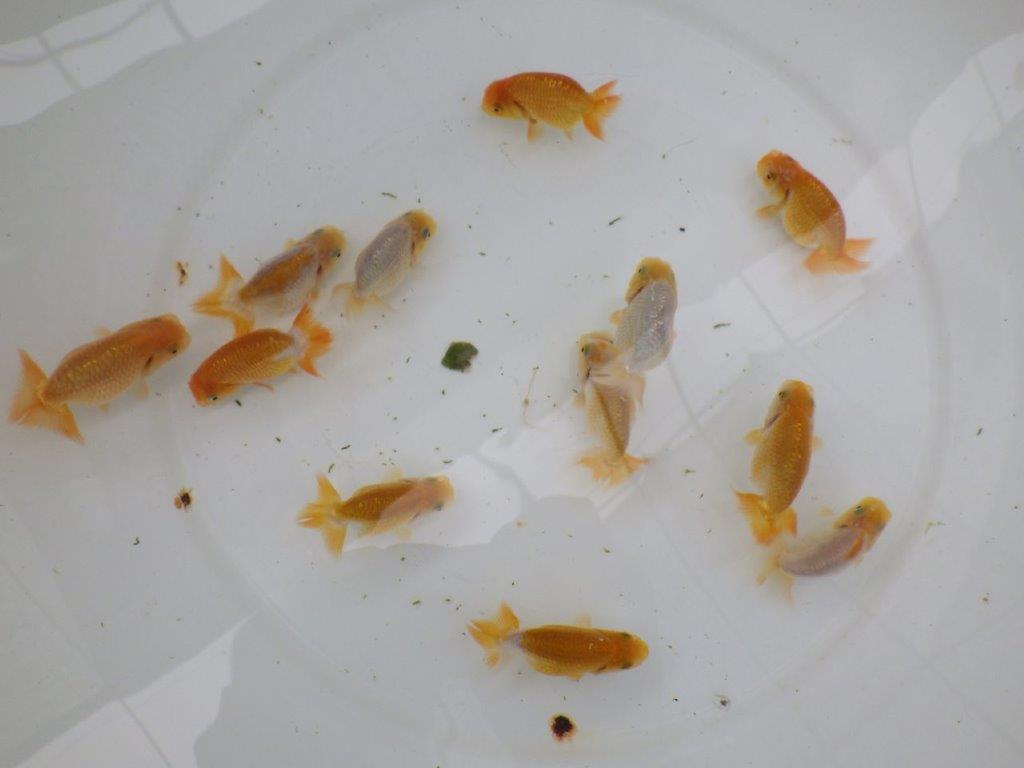 【激レア　純血　系統魚！】愛知　山田芳人氏のらんちゅう　３尾セット（大）　約7ｃｍ～　限定3