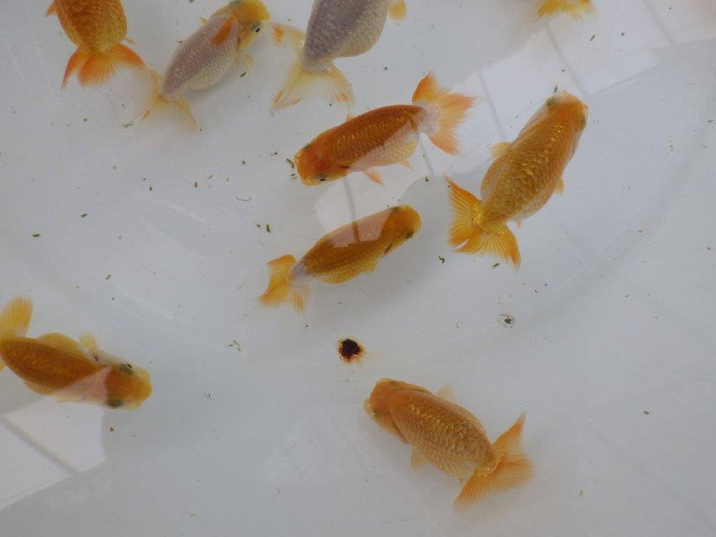【激レア　純血　系統魚！】愛知　山田芳人氏のらんちゅう　３尾セット（大）　約7ｃｍ～　限定3