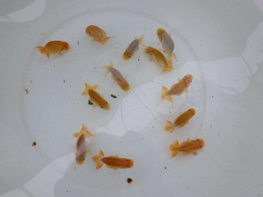 【激レア　純血　系統魚！】愛知　山田芳人氏のらんちゅう　３尾セット（大）　約7ｃｍ～　限定3