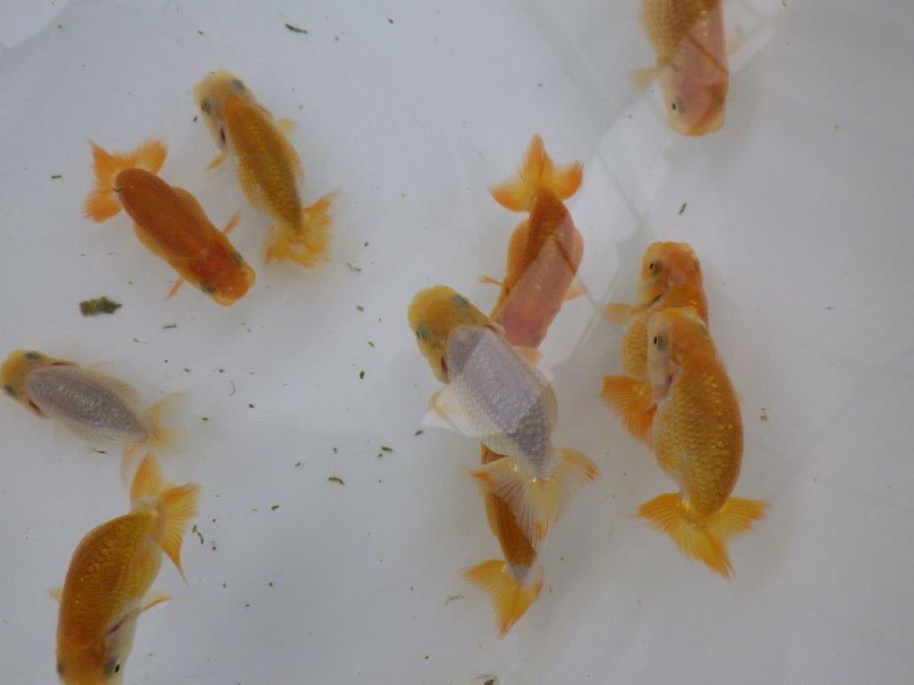 【激レア　純血　系統魚！】愛知　山田芳人氏のらんちゅう　３尾セット（大）　約7ｃｍ～　限定3の上身