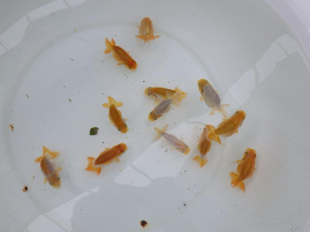 【激レア　純血　系統魚！】愛知　山田芳人氏のらんちゅう　３尾セット（大）　約7ｃｍ～　限定3