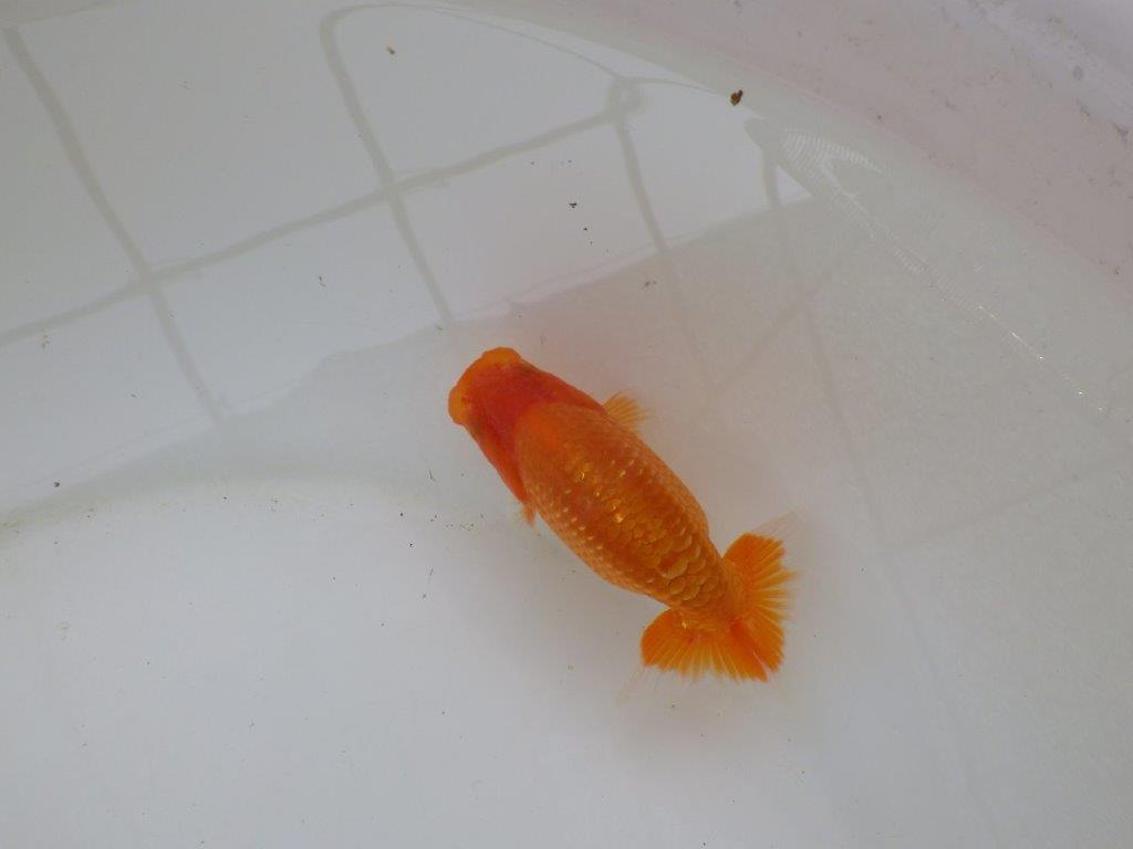 【愛知M 様】尾の雰囲気が良く上見が映える当歳らんちゅう  約11㎝