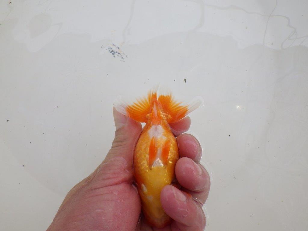 【愛知M 様】魚っぷりの良い当歳らんちゅう 約10,5㎝