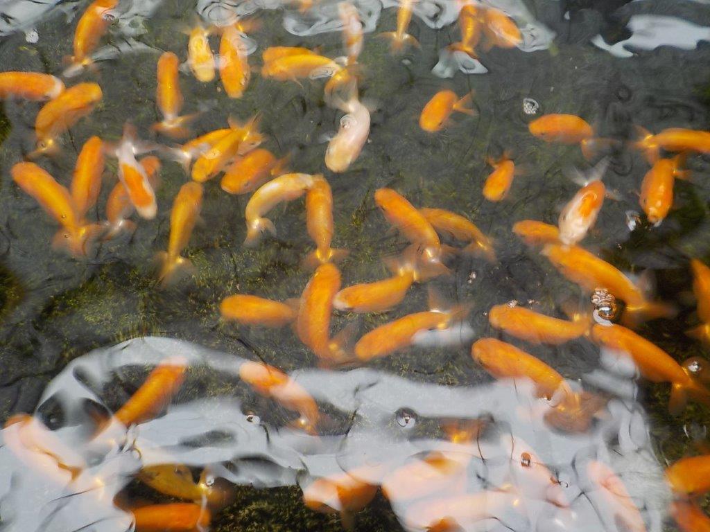 らんちゅうの三共組優良系統当歳魚お任せ10尾セット