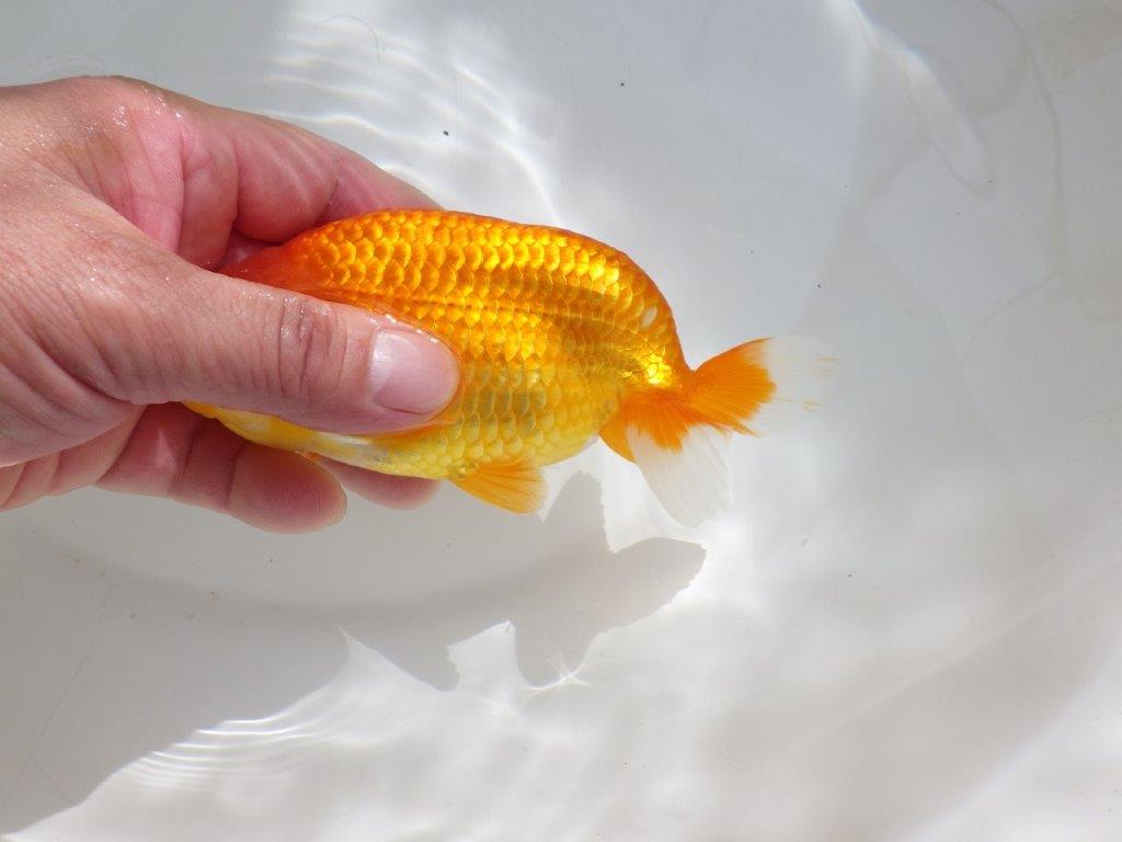 【管理魚】ご鑑賞お勧め弐歳らんちゅう 約14,5㎝オス