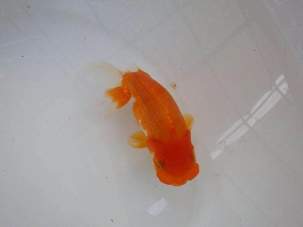 【管理魚】素晴らしいフンタン！ご鑑賞お勧め弐歳らんちゅう  約14,５㎝メス