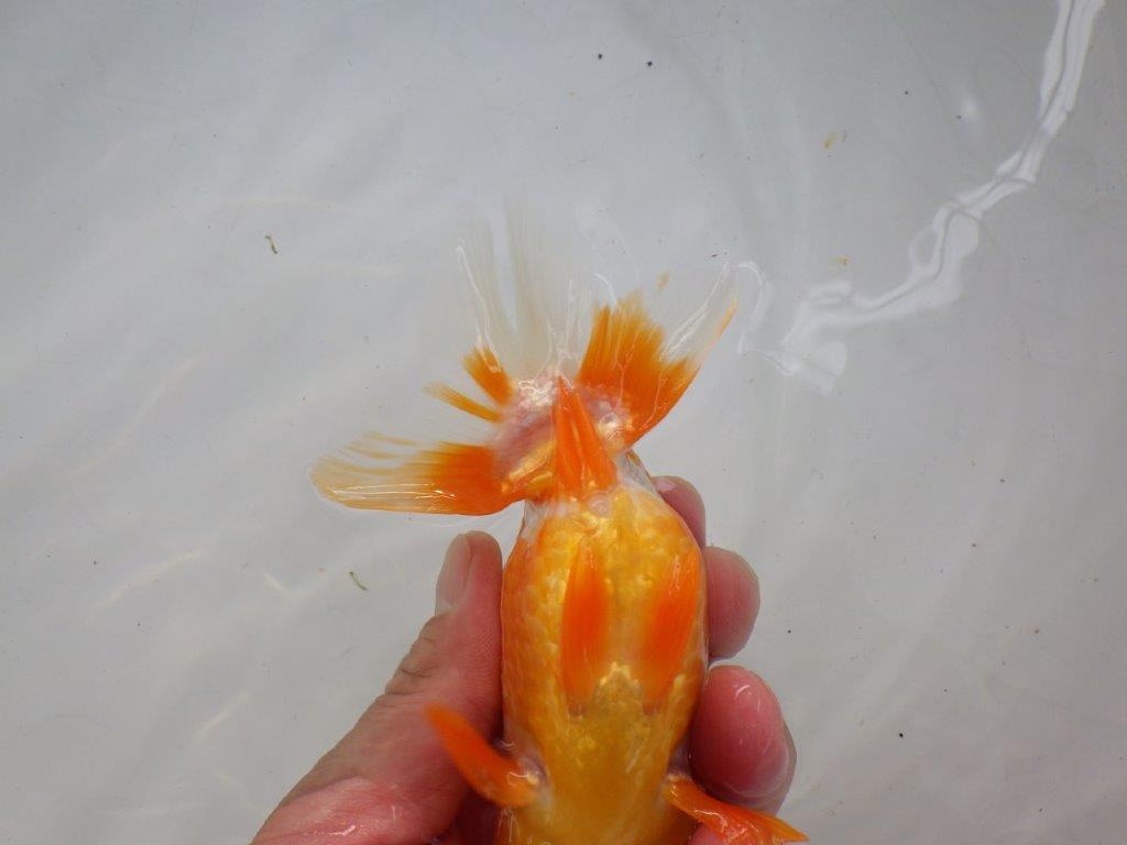 【管理魚】素晴らしいフンタン！ご鑑賞お勧め弐歳らんちゅう  約14,５㎝メス