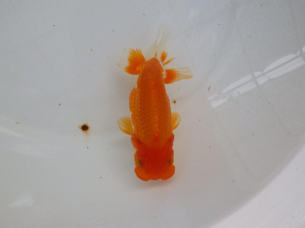 【管理魚】素晴らしいフンタン！ご鑑賞お勧め弐歳らんちゅう  約14,５㎝メス