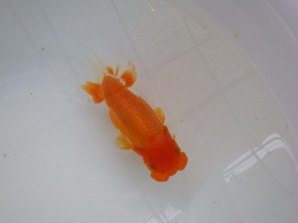 【管理魚】素晴らしいフンタン！ご鑑賞お勧め弐歳らんちゅう  約14,５㎝メス