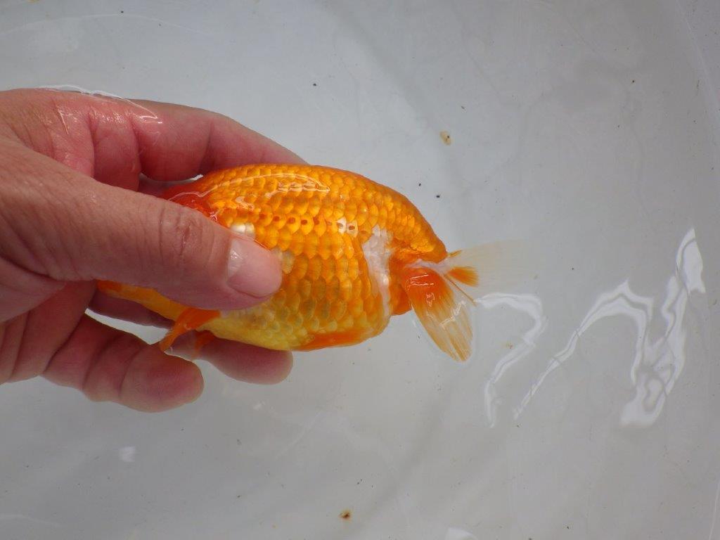 【管理魚】素晴らしいフンタン！ご鑑賞お勧め弐歳らんちゅう  約14,５㎝メス