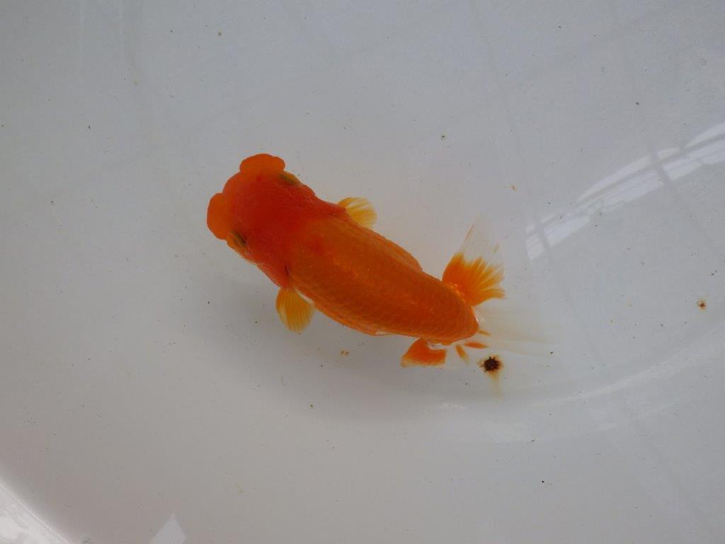 【管理魚】素晴らしいフンタン！ご鑑賞お勧め弐歳らんちゅう  約14,５㎝メス