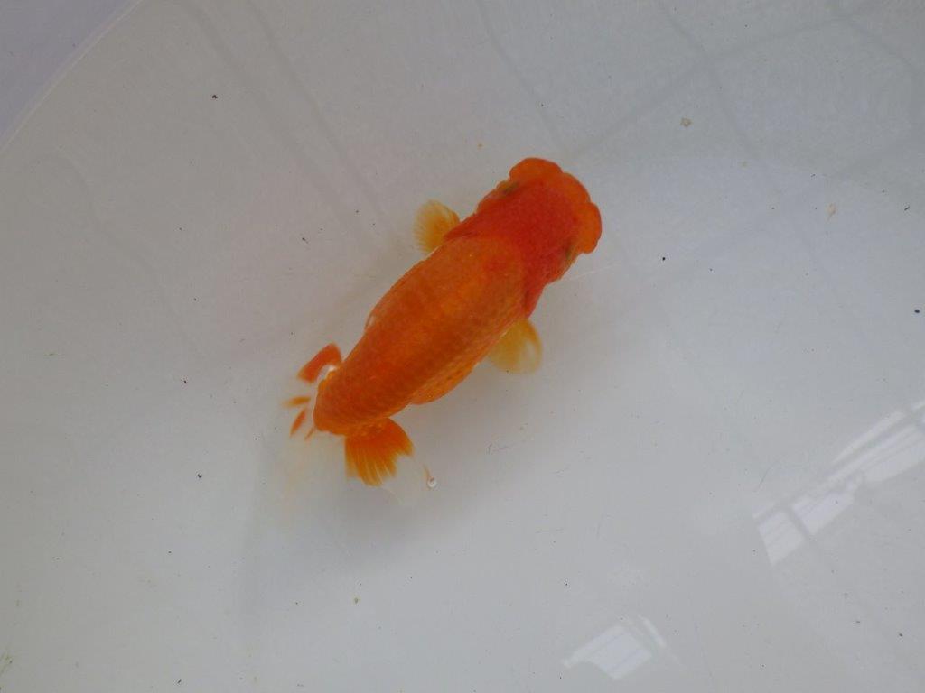 【管理魚】素晴らしいフンタン！ご鑑賞お勧め弐歳らんちゅう  約14,５㎝メス