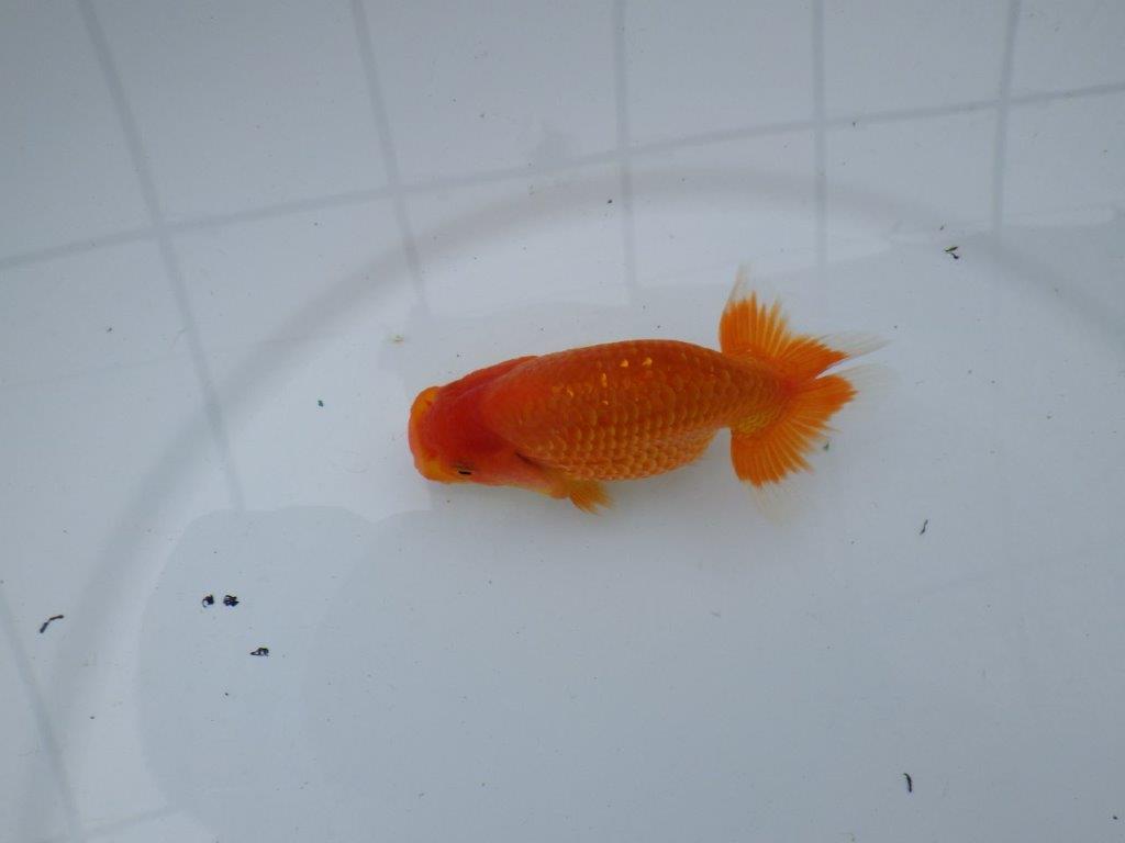 【愛知M 様作当歳らんちゅう 】尾の構えがとても良い　約11,5㎝　期間限定販売