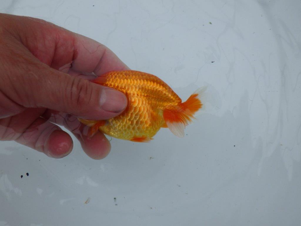 【愛知M 様作当歳らんちゅう 】尾の構えがとても良い　約11,5㎝　期間限定販売