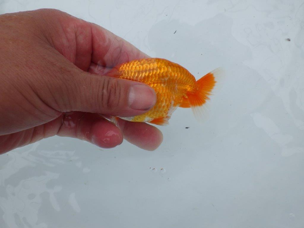 【愛知M 様作当歳らんちゅう 】雰囲気が良く成長が楽しみ　約11㎝　期間限定販売