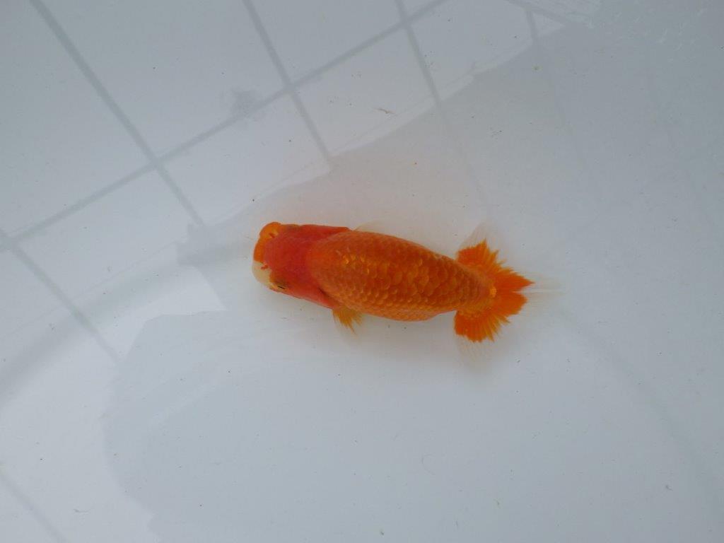 【愛知M 様作当歳らんちゅう 】飼い込みお勧めらんちゅう　約11,5㎝　期間限定販売の上身