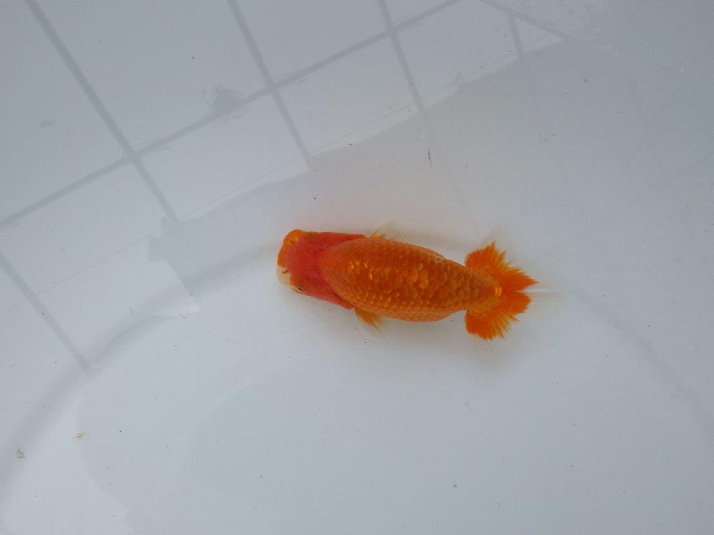 【愛知M 様作当歳らんちゅう 】飼い込みお勧めらんちゅう　約11,5㎝　期間限定販売