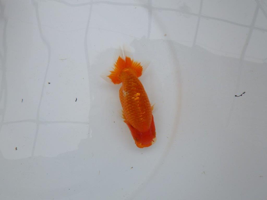 【愛知M 様作当歳らんちゅう 】飼い込みお勧めらんちゅう　約11,5㎝　期間限定販売