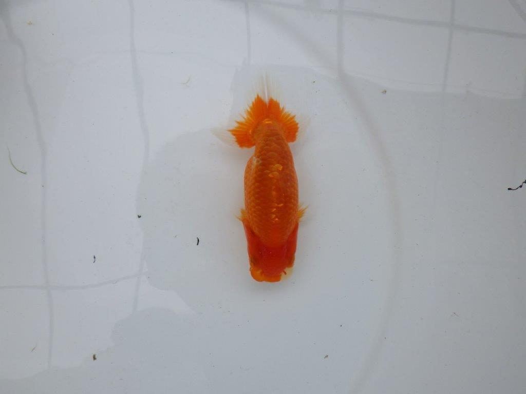 【愛知M 様作当歳らんちゅう 】飼い込みお勧めらんちゅう　約11,5㎝　期間限定販売