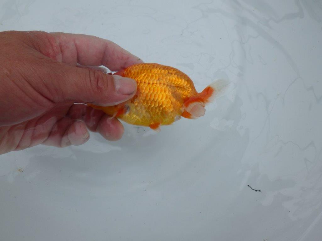 【愛知M 様作当歳らんちゅう 】飼い込みお勧めらんちゅう　約11,5㎝　期間限定販売