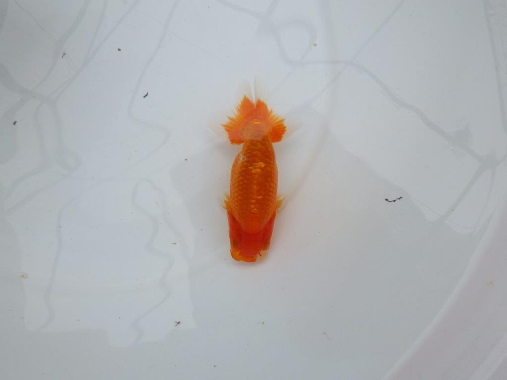 【愛知M 様作当歳らんちゅう 】飼い込みお勧めらんちゅう　約11,5㎝　期間限定販売