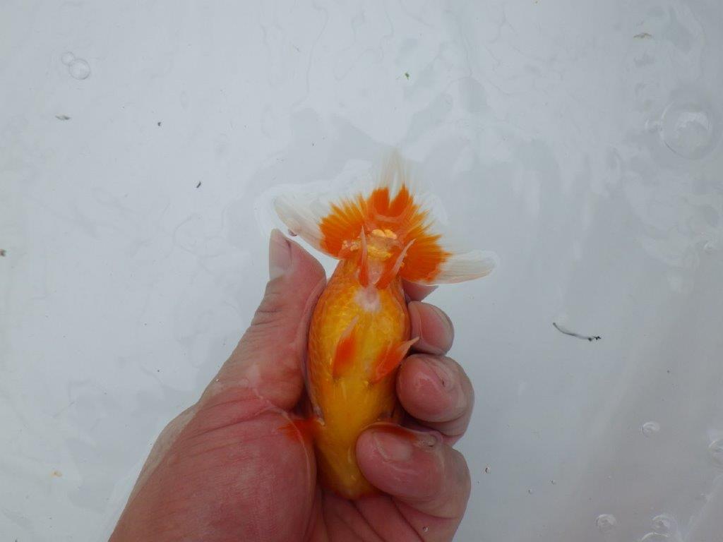 【愛知M 様作当歳らんちゅう 】飼い込みお勧めらんちゅう　約11,5㎝　期間限定販売