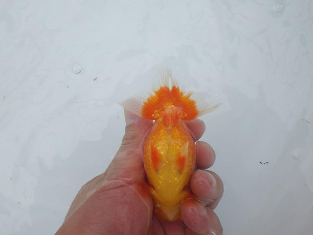 【愛知M 様作当歳らんちゅう 】素晴らしい雰囲気のらんちゅう　約11㎝　期間限定販売
