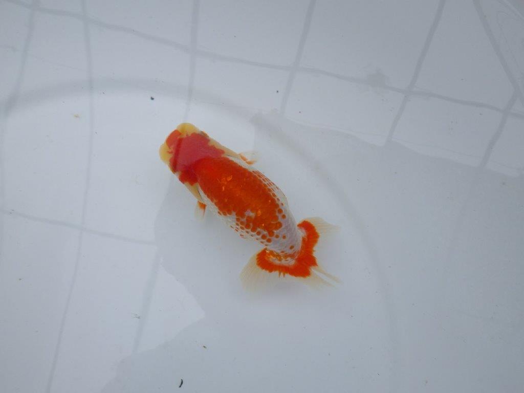 【愛知M 様作当歳らんちゅう 】柄の綺麗な更紗らんちゅう　約11,5㎝　期間限定販売