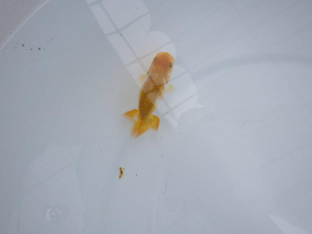 【 約１週間の期間限定販売】魚の雰囲気がとても良い更紗　約8㎝　性別不明【 岡山村上暢彦氏作】