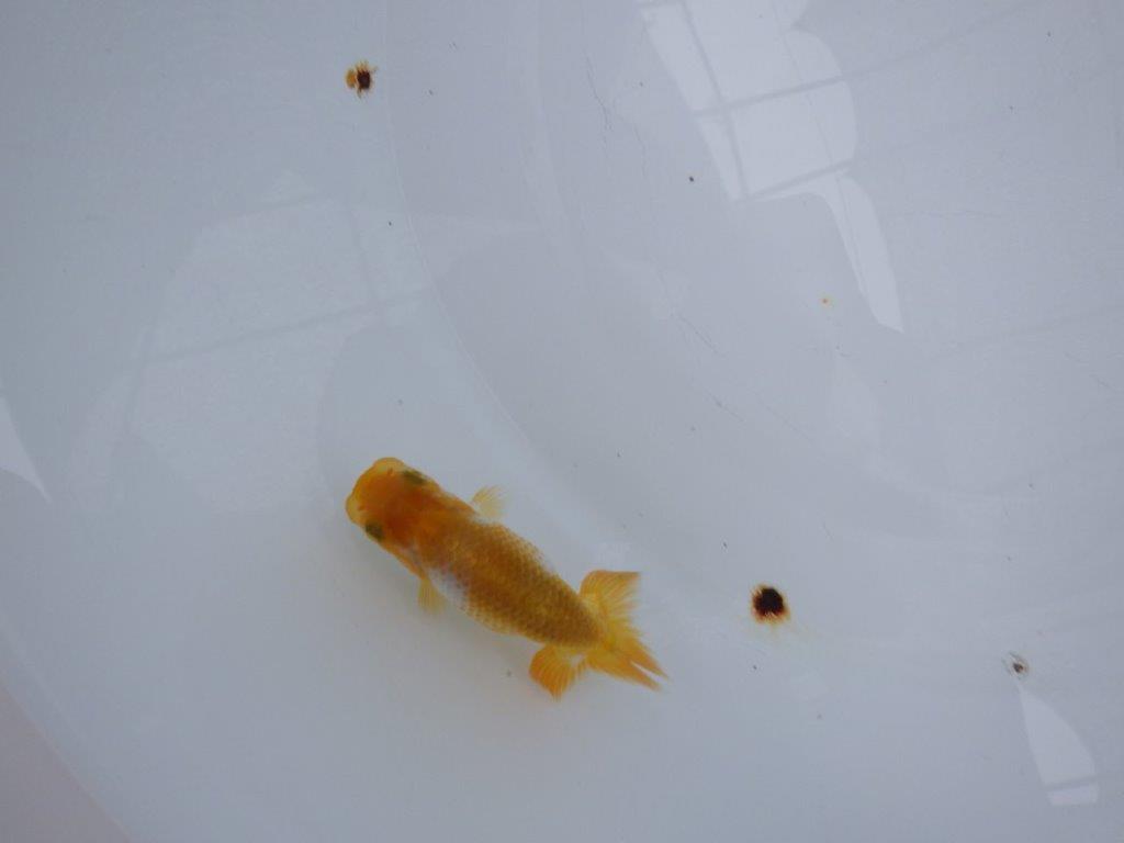 【 約１週間の期間限定販売】魚の雰囲気がとても良い更紗　約8㎝　性別不明【 岡山村上暢彦氏作】の上身