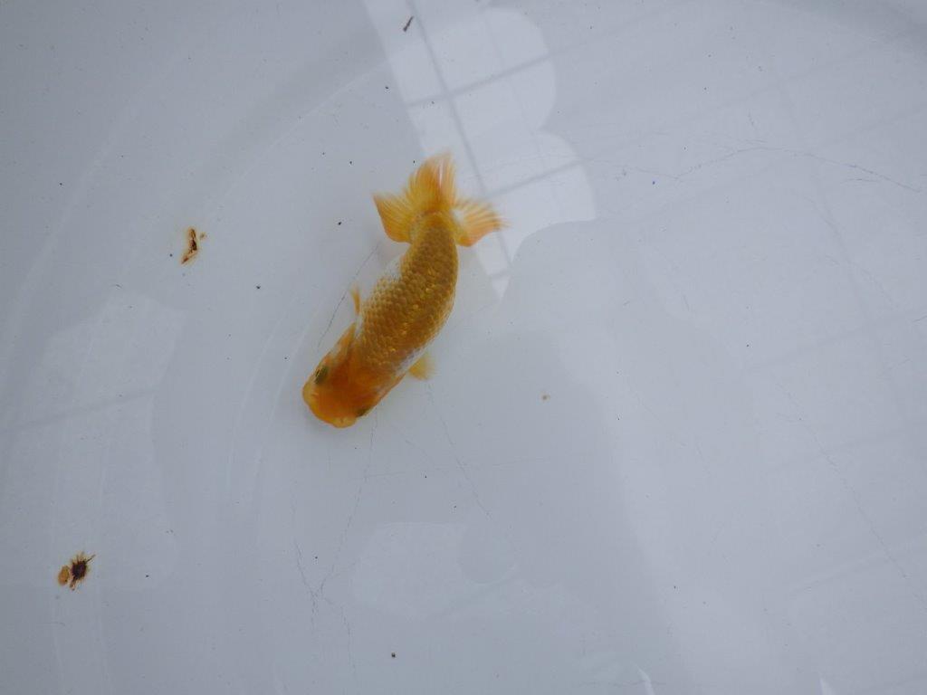 【 約１週間の期間限定販売】魚の雰囲気がとても良い更紗　約8㎝　性別不明【 岡山村上暢彦氏作】