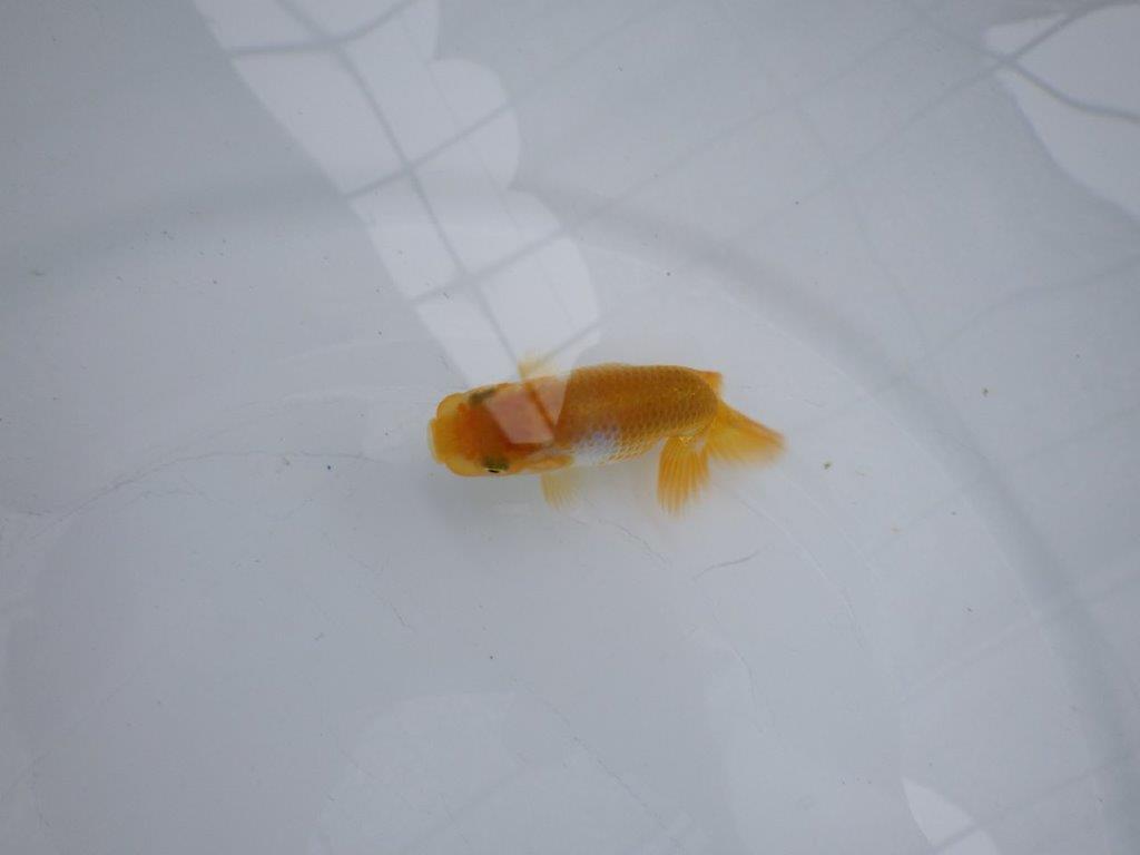 【 約１週間の期間限定販売】魚の雰囲気がとても良い更紗　約8㎝　性別不明【 岡山村上暢彦氏作】