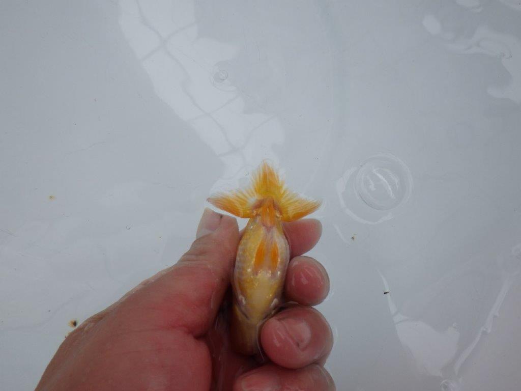 【 約１週間の期間限定販売】魚の雰囲気がとても良い更紗　約8㎝　性別不明【 岡山村上暢彦氏作】