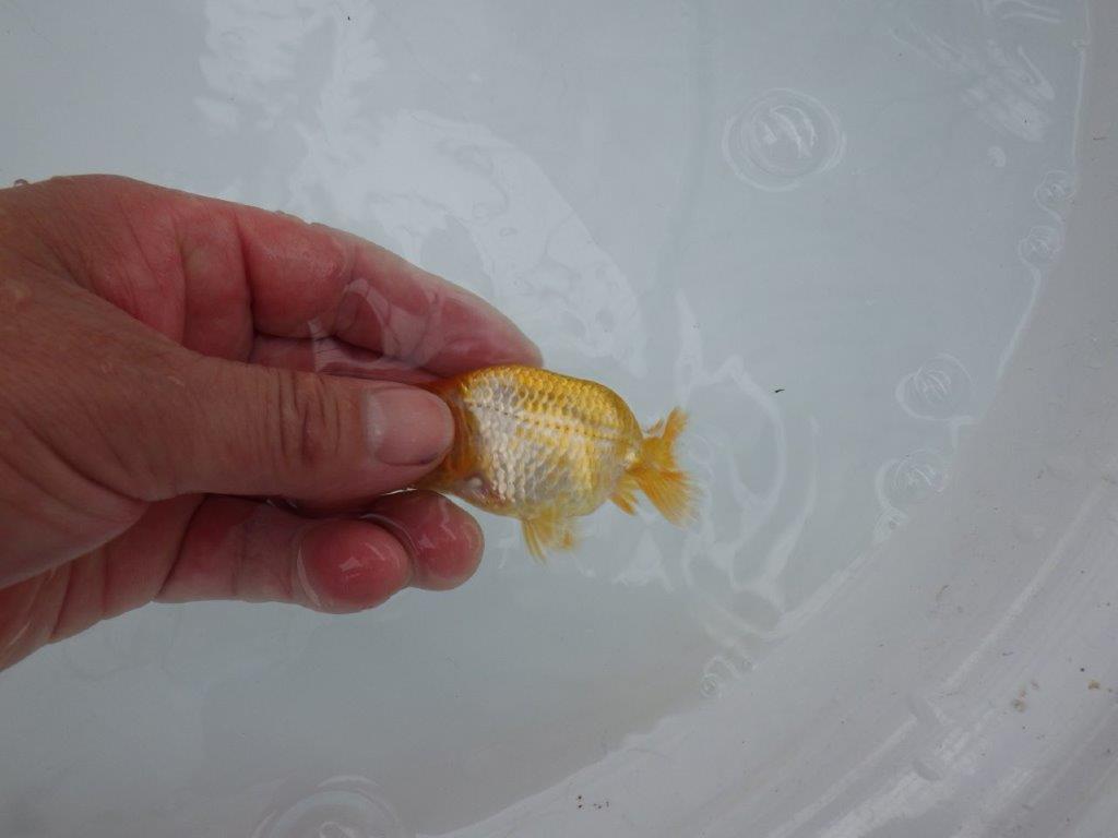 【 約１週間の期間限定販売】魚の雰囲気がとても良い更紗　約8㎝　性別不明【 岡山村上暢彦氏作】