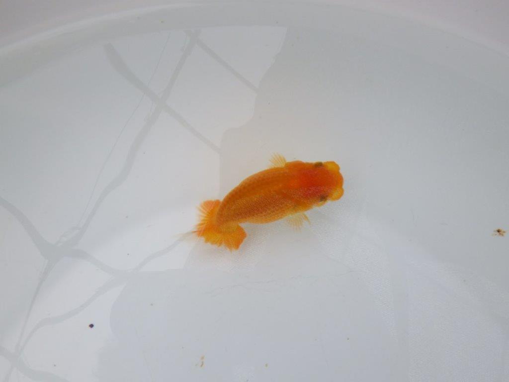 【日らん優等賞獲得ブリーダー】フンタン＆背が綺麗な当歳らんちゅう約9㎝