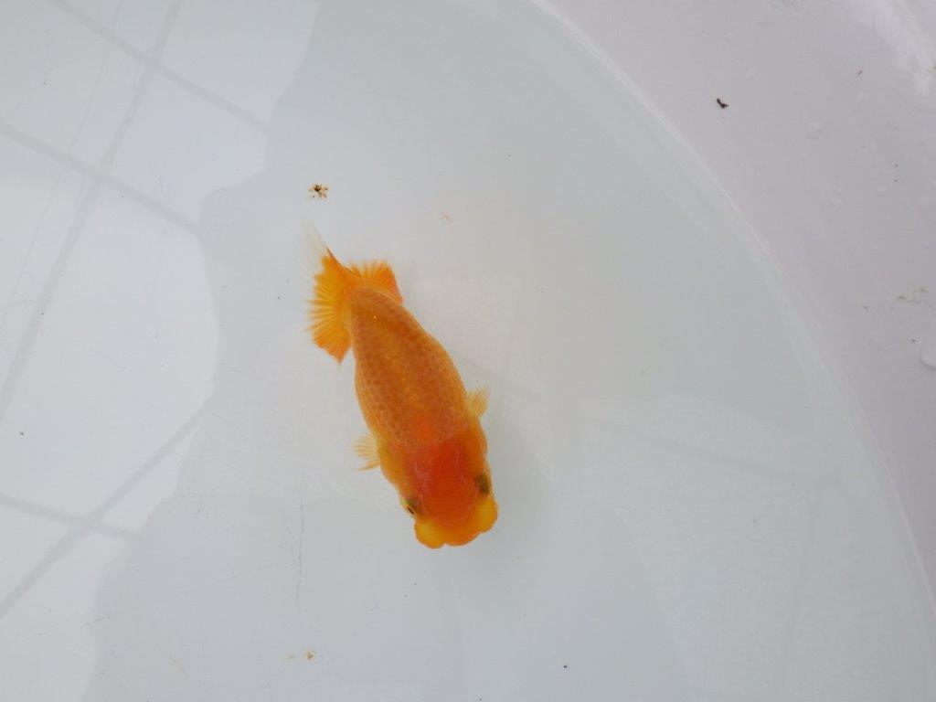 【日らん優等賞獲得ブリーダー】フンタン＆背が綺麗な当歳らんちゅう約9㎝