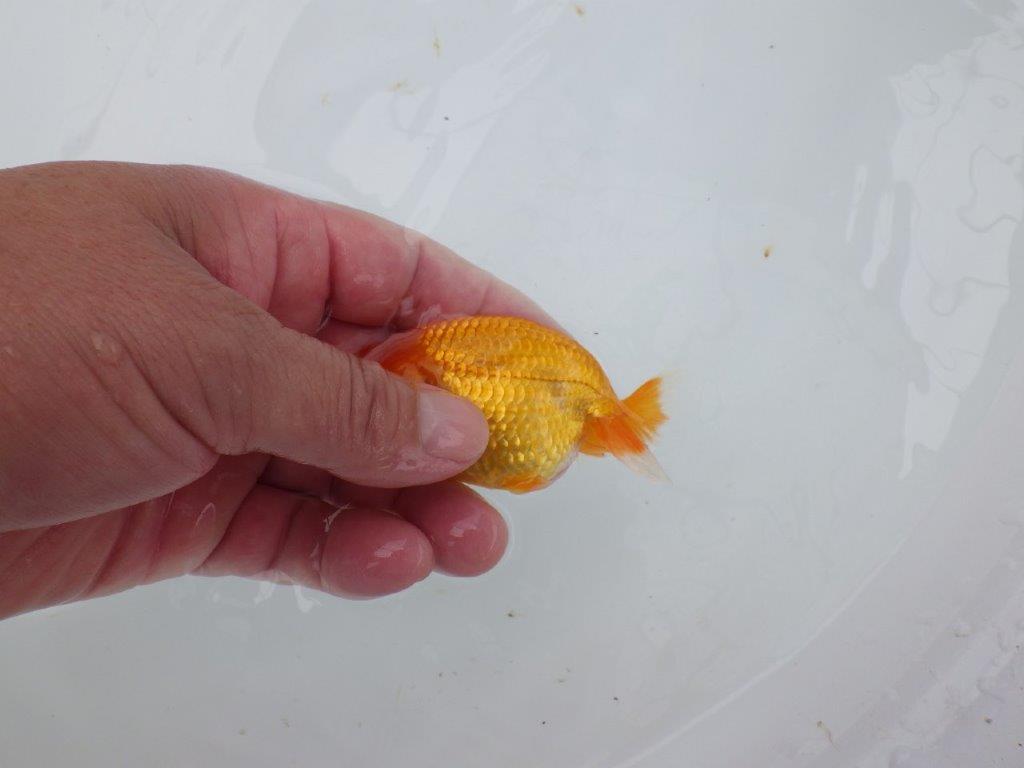【日らん優等賞獲得ブリーダー】フンタン＆背が綺麗な当歳らんちゅう約9㎝