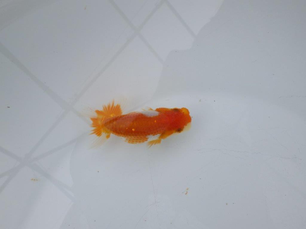 【日らん優等賞獲得ブリーダー】両面綺麗な柄の当歳らんちゅう約8,5㎝